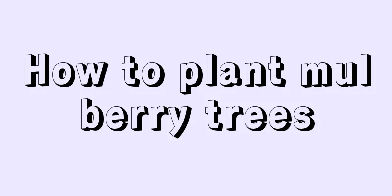 How to plant mulberry trees