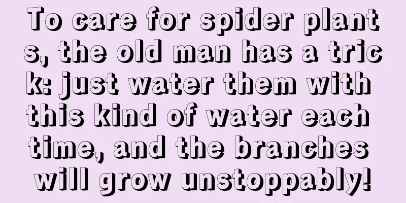 To care for spider plants, the old man has a trick: just water them with this kind of water each time, and the branches will grow unstoppably!