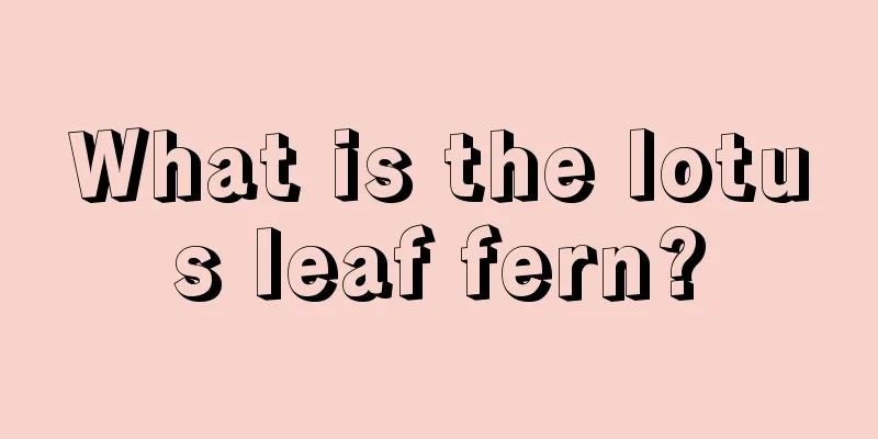 What is the lotus leaf fern?