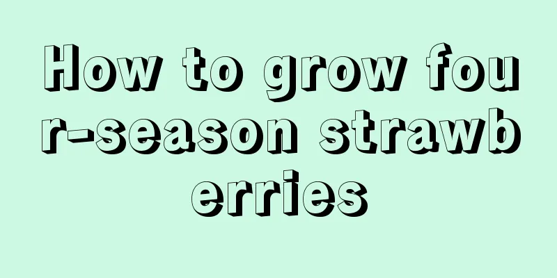 How to grow four-season strawberries