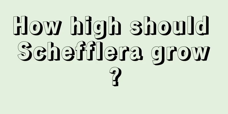 How high should Schefflera grow?