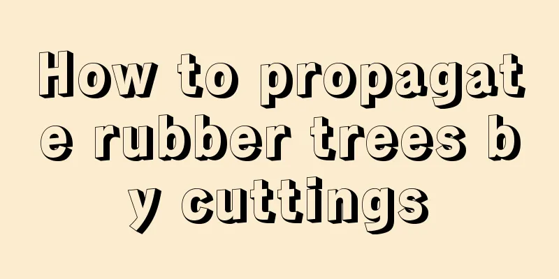 How to propagate rubber trees by cuttings