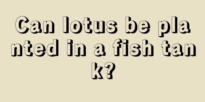 Can lotus be planted in a fish tank?