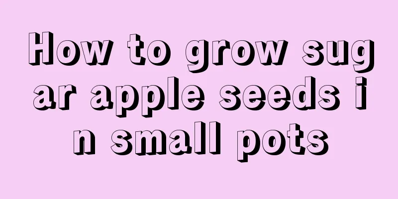 How to grow sugar apple seeds in small pots