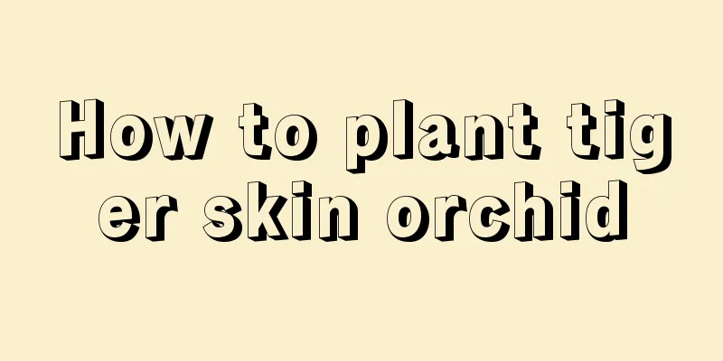 How to plant tiger skin orchid