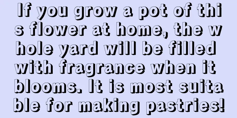 If you grow a pot of this flower at home, the whole yard will be filled with fragrance when it blooms. It is most suitable for making pastries!