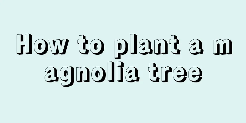 How to plant a magnolia tree