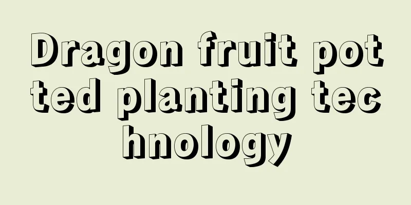 Dragon fruit potted planting technology