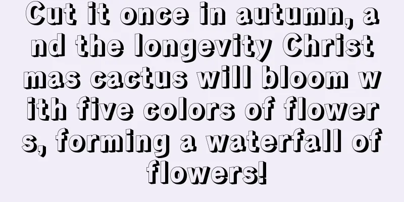 Cut it once in autumn, and the longevity Christmas cactus will bloom with five colors of flowers, forming a waterfall of flowers!