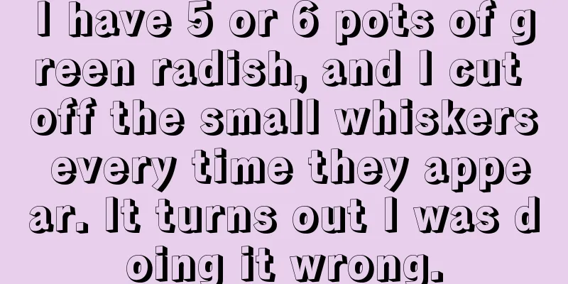 I have 5 or 6 pots of green radish, and I cut off the small whiskers every time they appear. It turns out I was doing it wrong.