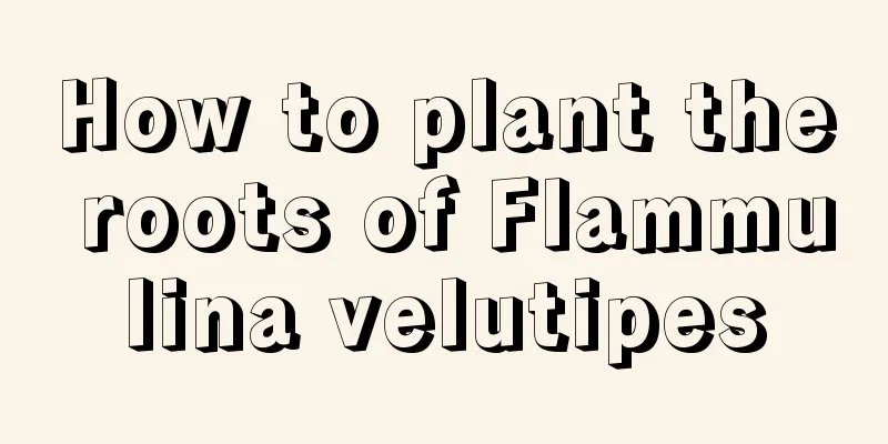 How to plant the roots of Flammulina velutipes