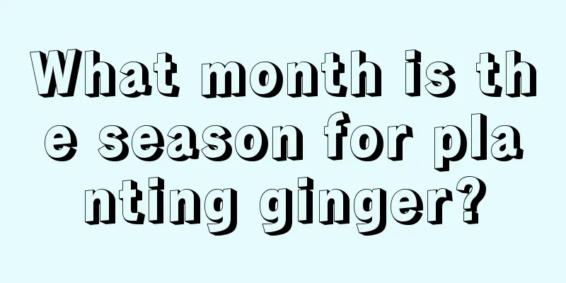 What month is the season for planting ginger?