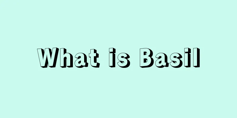 What is Basil