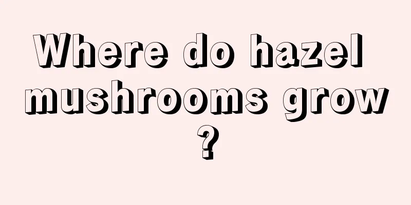 Where do hazel mushrooms grow?