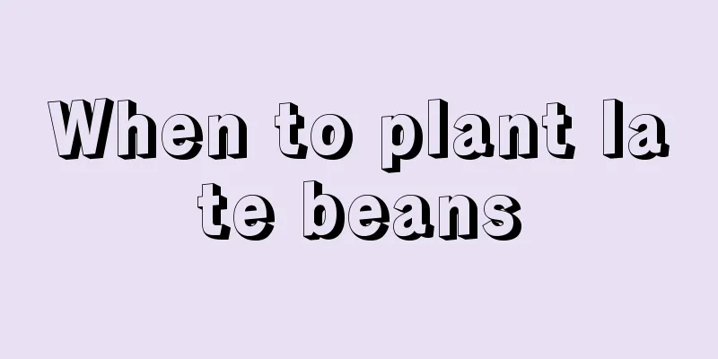 When to plant late beans