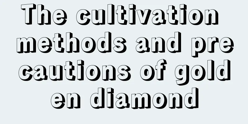 The cultivation methods and precautions of golden diamond