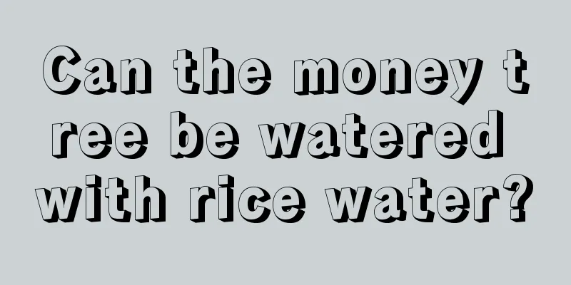 Can the money tree be watered with rice water?