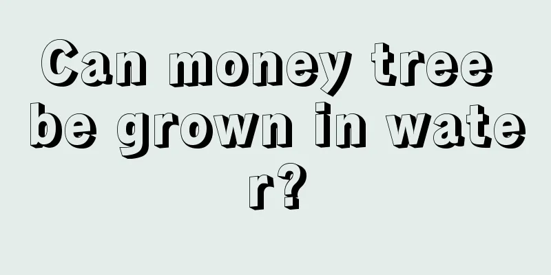 Can money tree be grown in water?