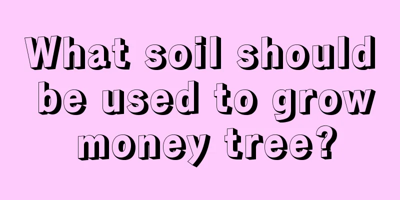 What soil should be used to grow money tree?