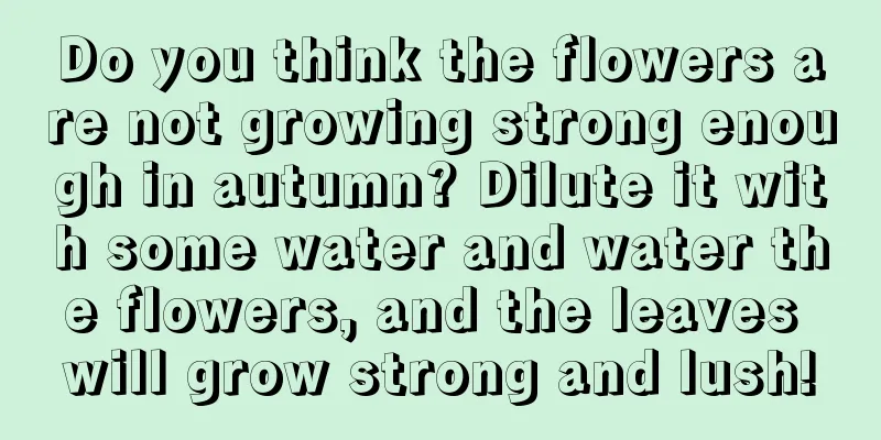 Do you think the flowers are not growing strong enough in autumn? Dilute it with some water and water the flowers, and the leaves will grow strong and lush!