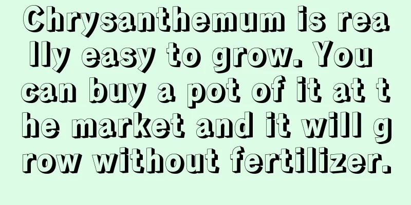 Chrysanthemum is really easy to grow. You can buy a pot of it at the market and it will grow without fertilizer.