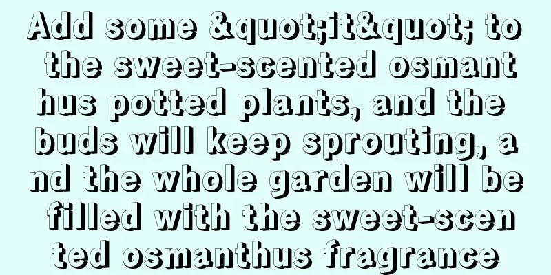 Add some "it" to the sweet-scented osmanthus potted plants, and the buds will keep sprouting, and the whole garden will be filled with the sweet-scented osmanthus fragrance