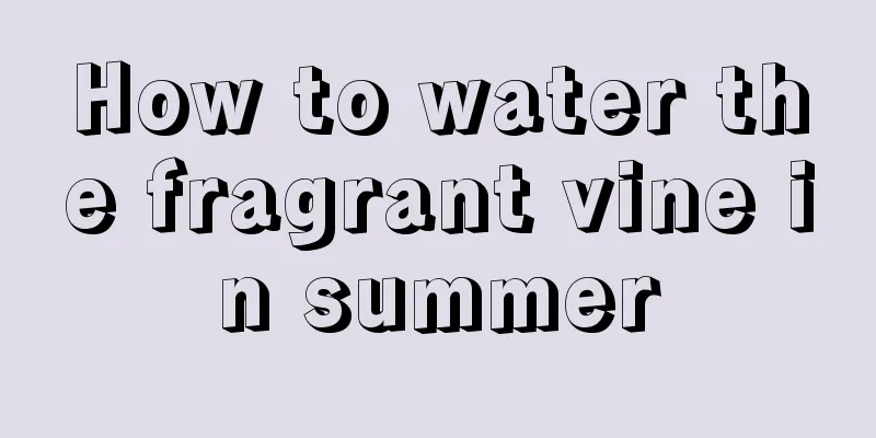 How to water the fragrant vine in summer