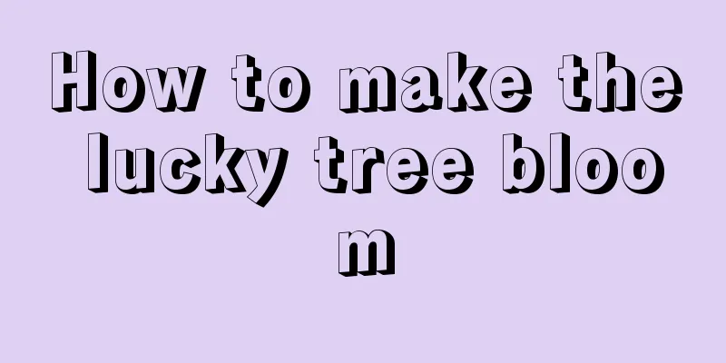 How to make the lucky tree bloom