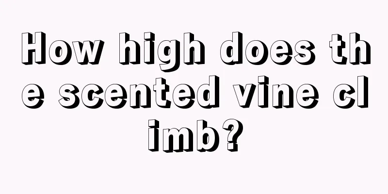 How high does the scented vine climb?