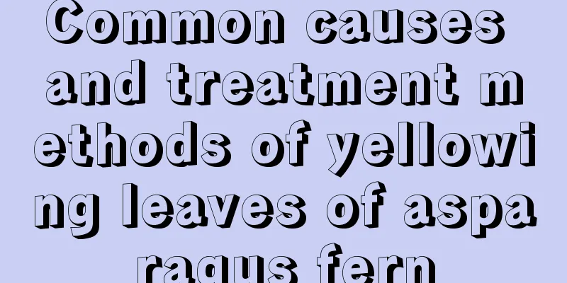 Common causes and treatment methods of yellowing leaves of asparagus fern