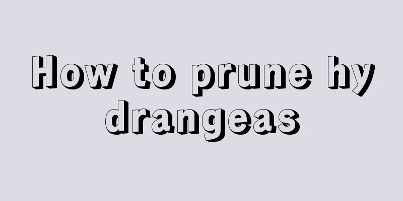 How to prune hydrangeas