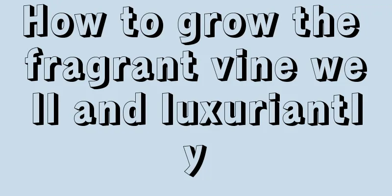 How to grow the fragrant vine well and luxuriantly