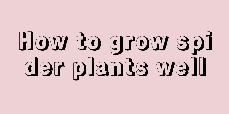 How to grow spider plants well