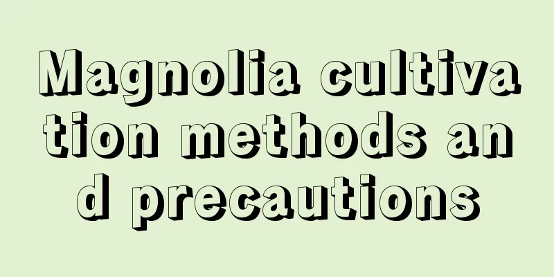 Magnolia cultivation methods and precautions