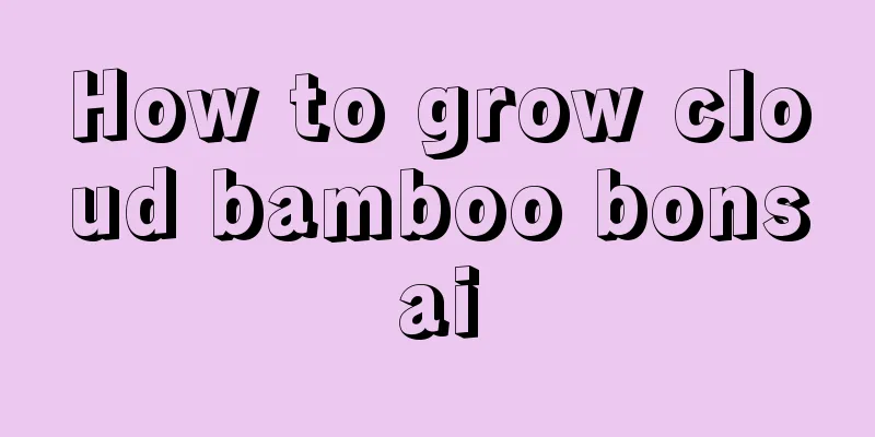 How to grow cloud bamboo bonsai