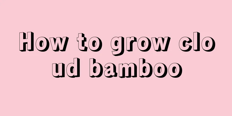 How to grow cloud bamboo