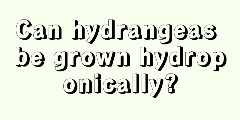 Can hydrangeas be grown hydroponically?