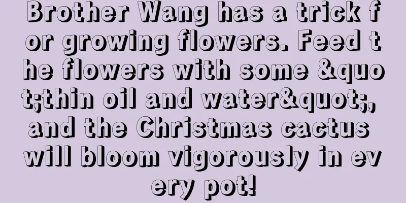 Brother Wang has a trick for growing flowers. Feed the flowers with some "thin oil and water", and the Christmas cactus will bloom vigorously in every pot!