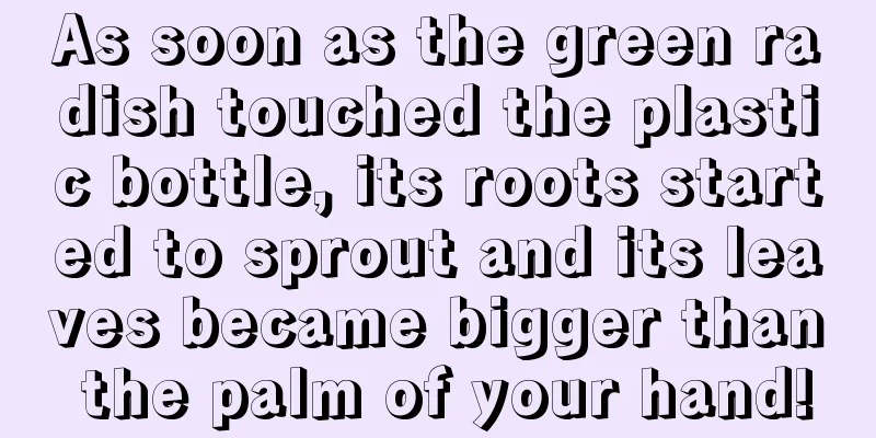 As soon as the green radish touched the plastic bottle, its roots started to sprout and its leaves became bigger than the palm of your hand!