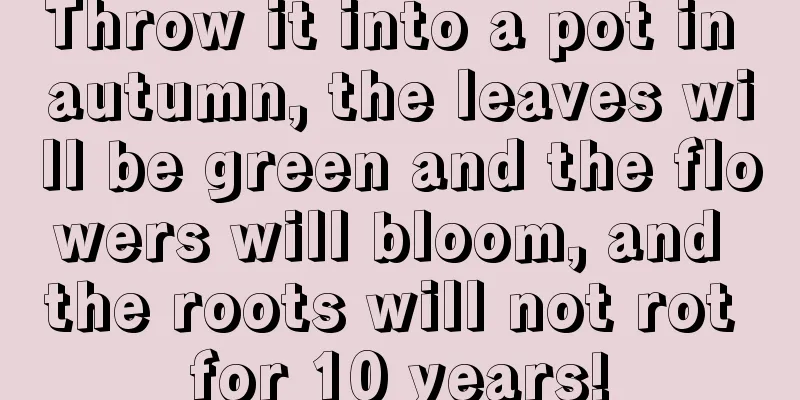 Throw it into a pot in autumn, the leaves will be green and the flowers will bloom, and the roots will not rot for 10 years!