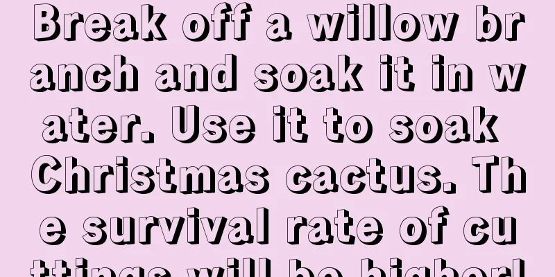 Break off a willow branch and soak it in water. Use it to soak Christmas cactus. The survival rate of cuttings will be higher!