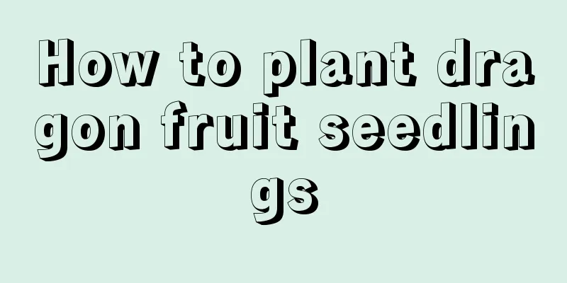 How to plant dragon fruit seedlings