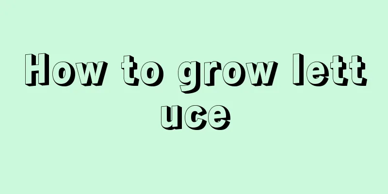 How to grow lettuce