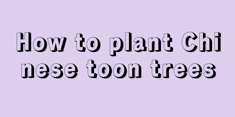 How to plant Chinese toon trees