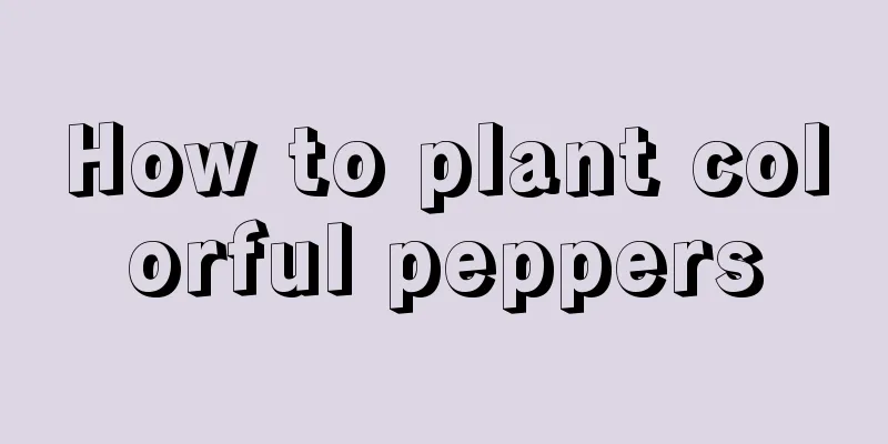 How to plant colorful peppers