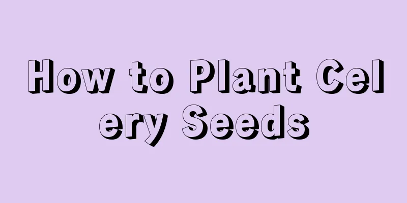 How to Plant Celery Seeds