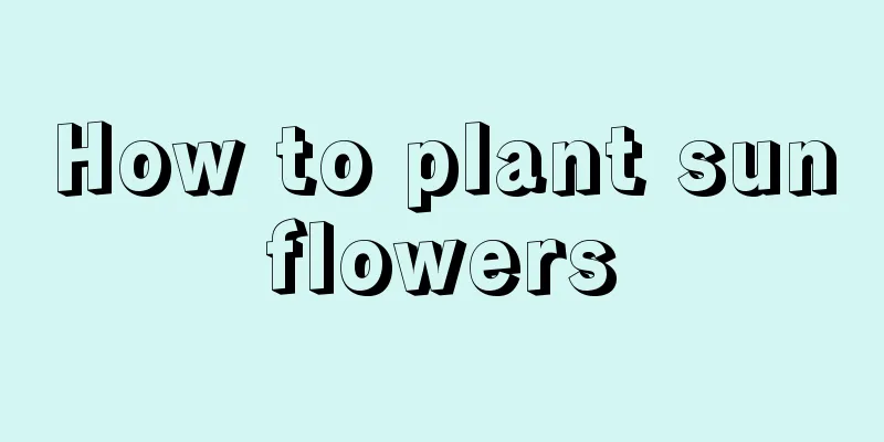 How to plant sunflowers