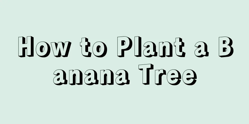 How to Plant a Banana Tree