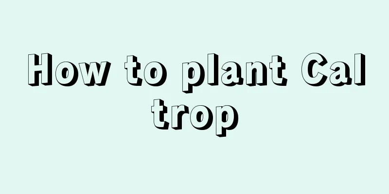 How to plant Caltrop