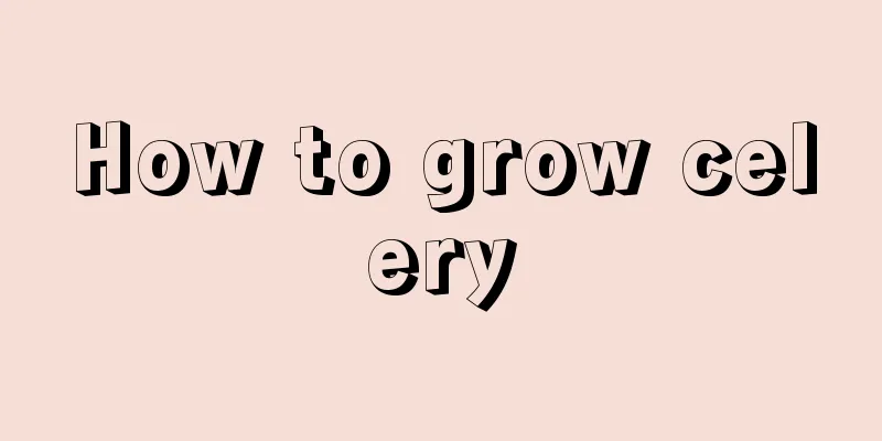 How to grow celery